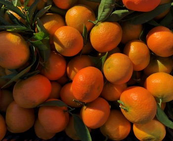 Der Mandarinenkönig logo