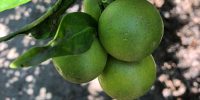 Frische Mandarinen (Clementinen) direkt aus Spanien zu Ihnen nach Hause. Kaufen Sie die frischen Mandarinen direkt von der Plantage. Wir liefern sie Ihnen direkt nach Hause.