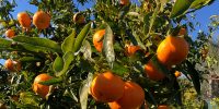 Frische Mandarinen (Clementinen) direkt aus Spanien zu Ihnen nach Hause. Kaufen Sie die frischen Mandarinen direkt von der Plantage. Wir liefern sie Ihnen direkt nach Hause.